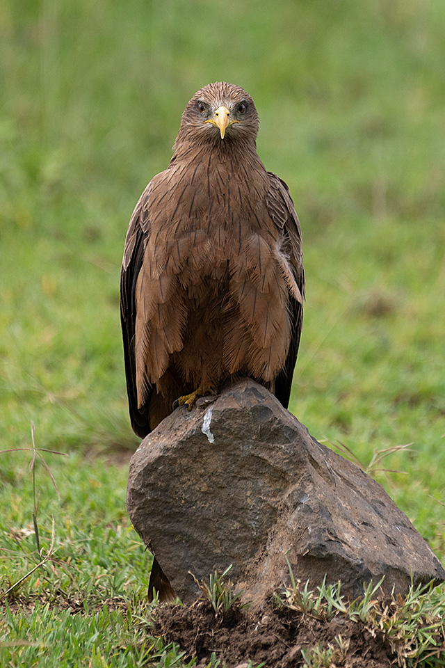 Yellow-Billed Black Kite