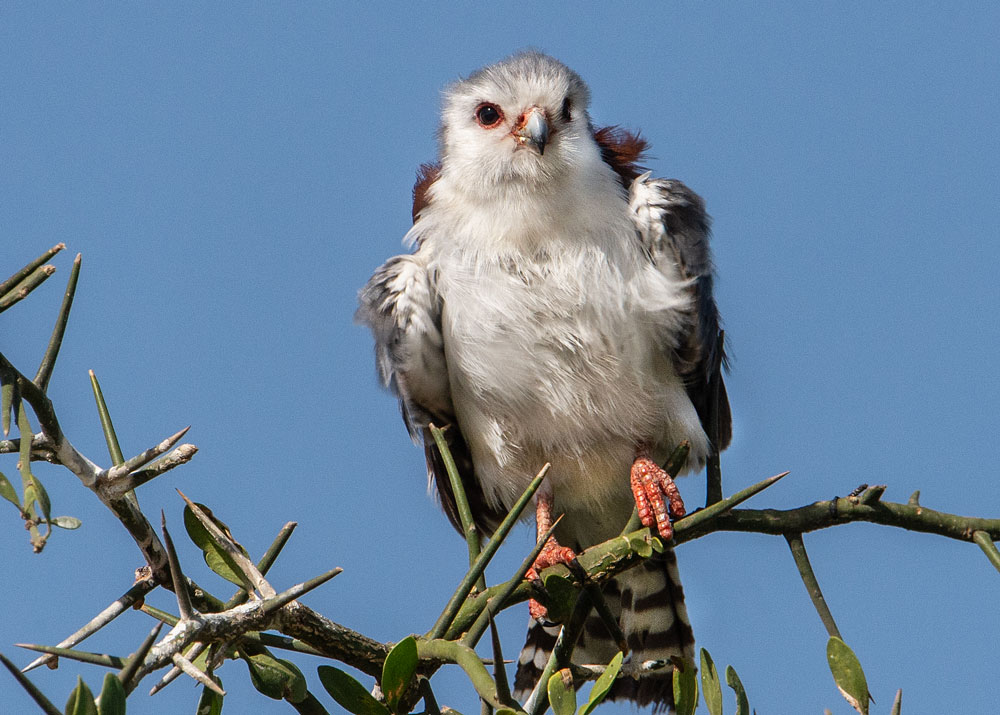 Black Winged Kite Tanzania