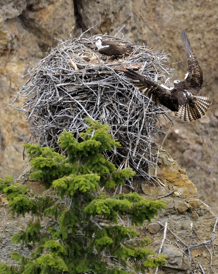 Osprey Nest