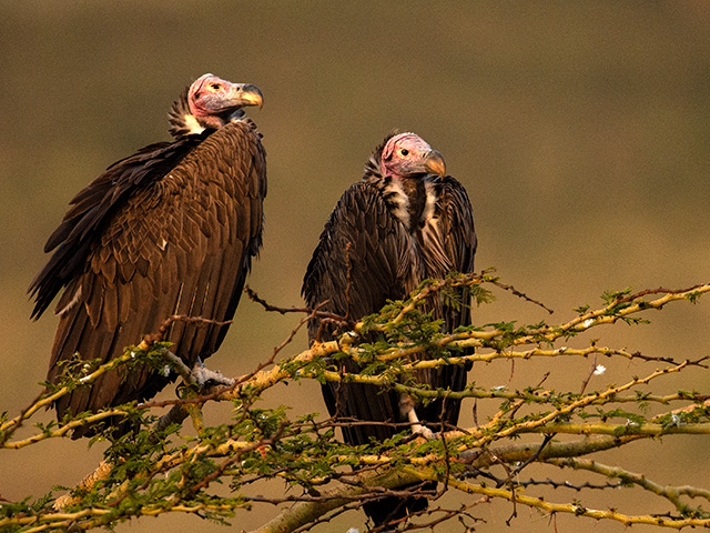 Ruppell's Griffon Vulture
