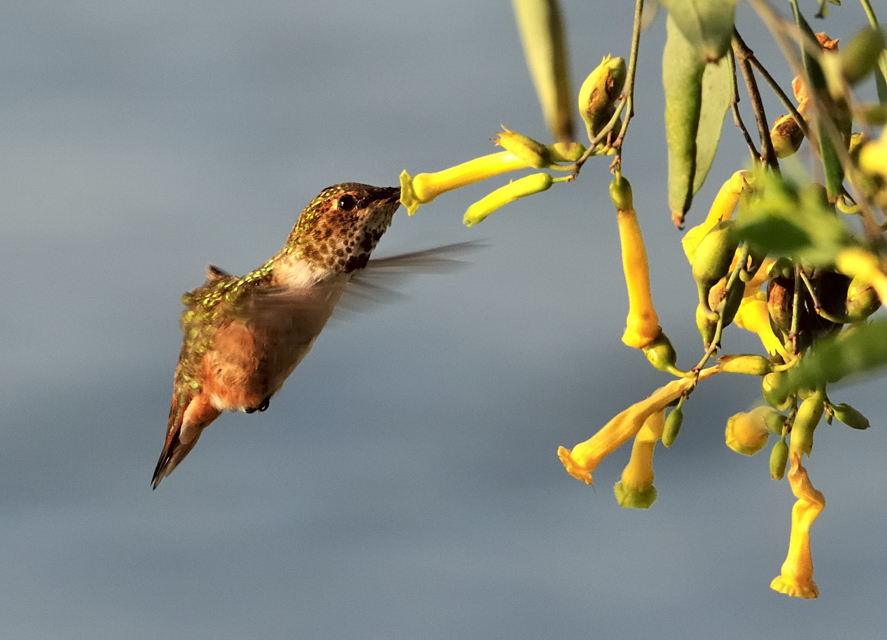 Rufous Hummingbird
