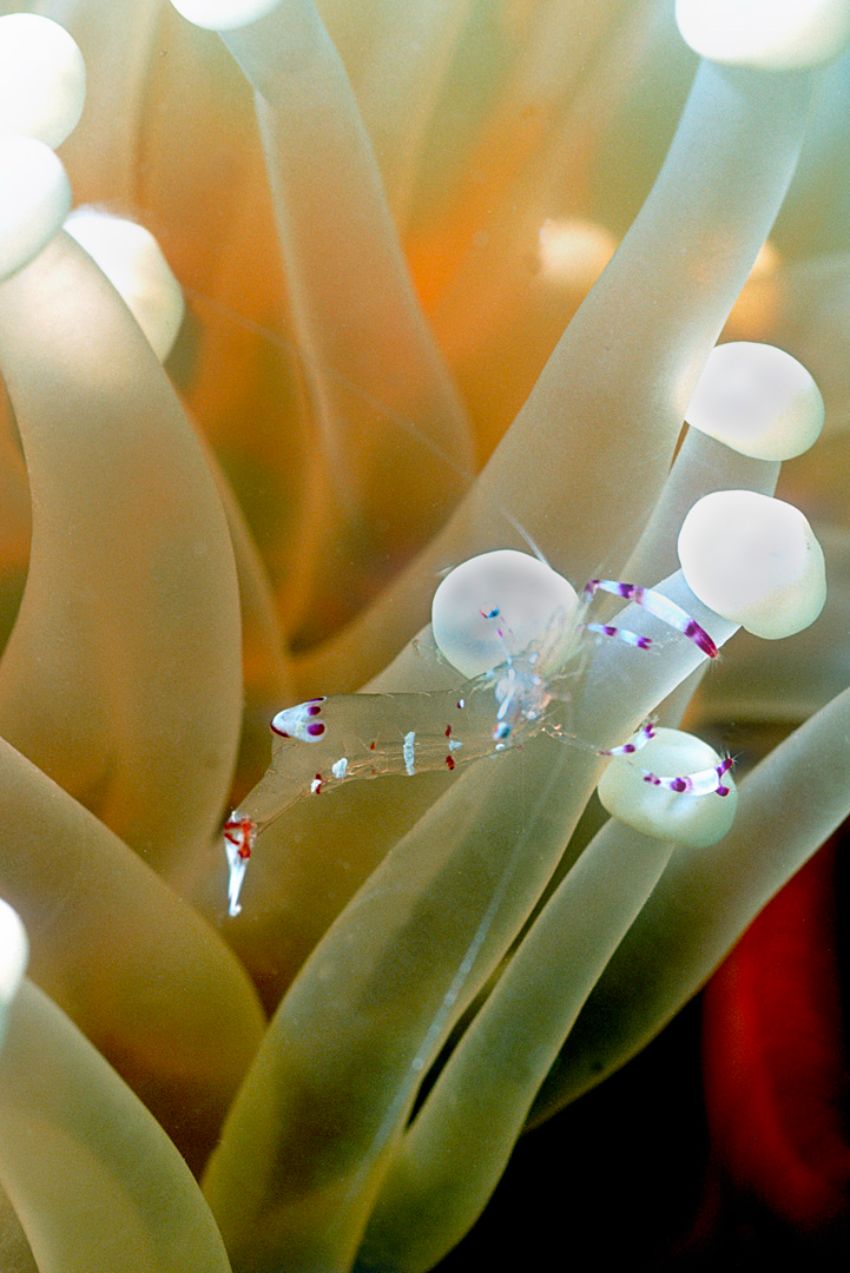 Anemone and Anemone Shrimp