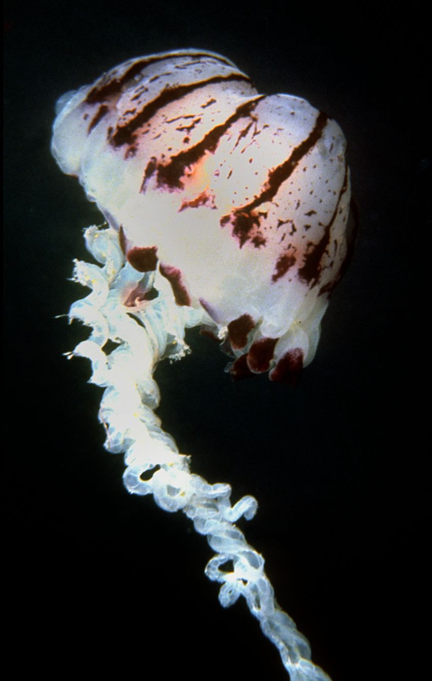 California Jellyfish