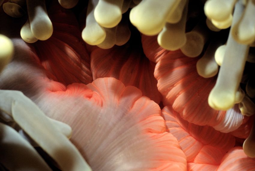 Close-up of Anemone