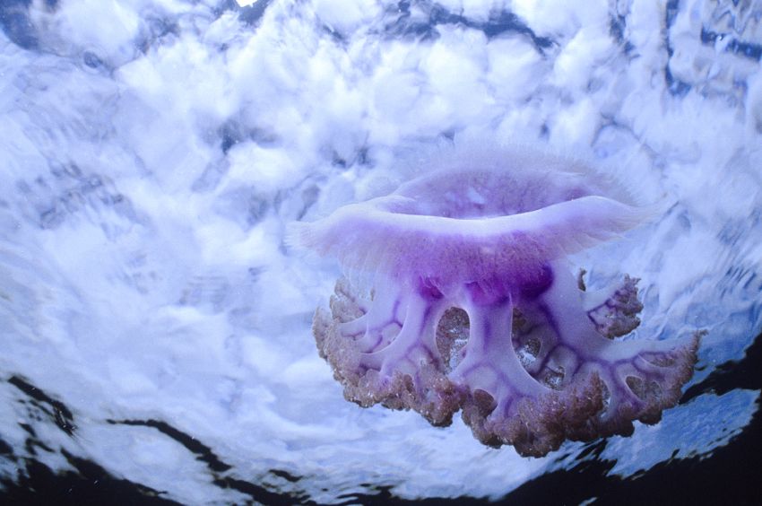 Crown Jellyfish
