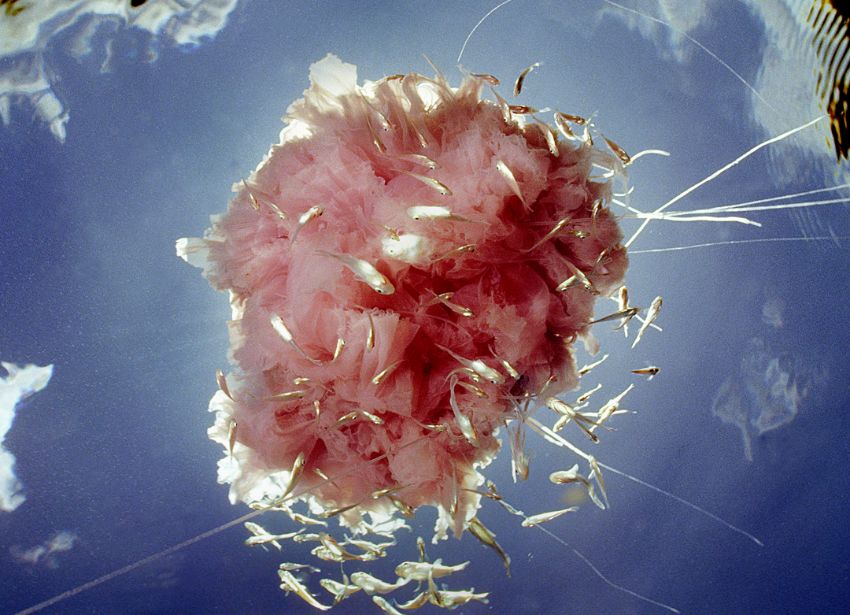 Lions Mane Jelly From Below