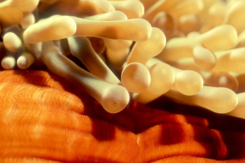 Magnificant Anemone Side
