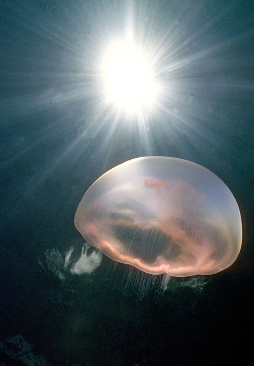 Moon Jellyfish