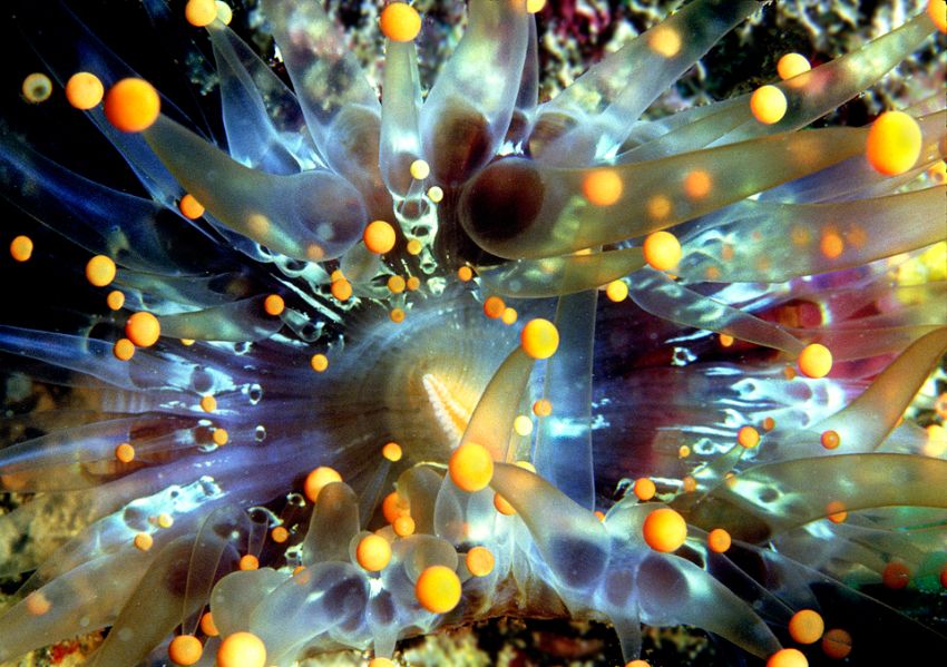 Orange Ball Anemone
