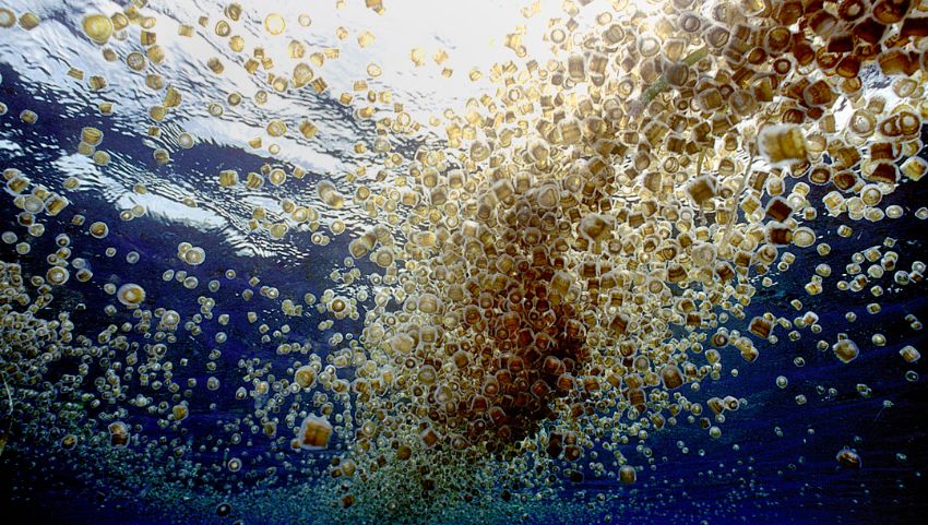 Thimble Jellyfish