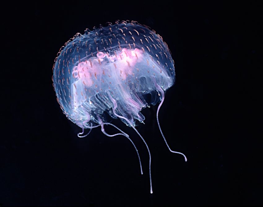 Warty Jellyfish