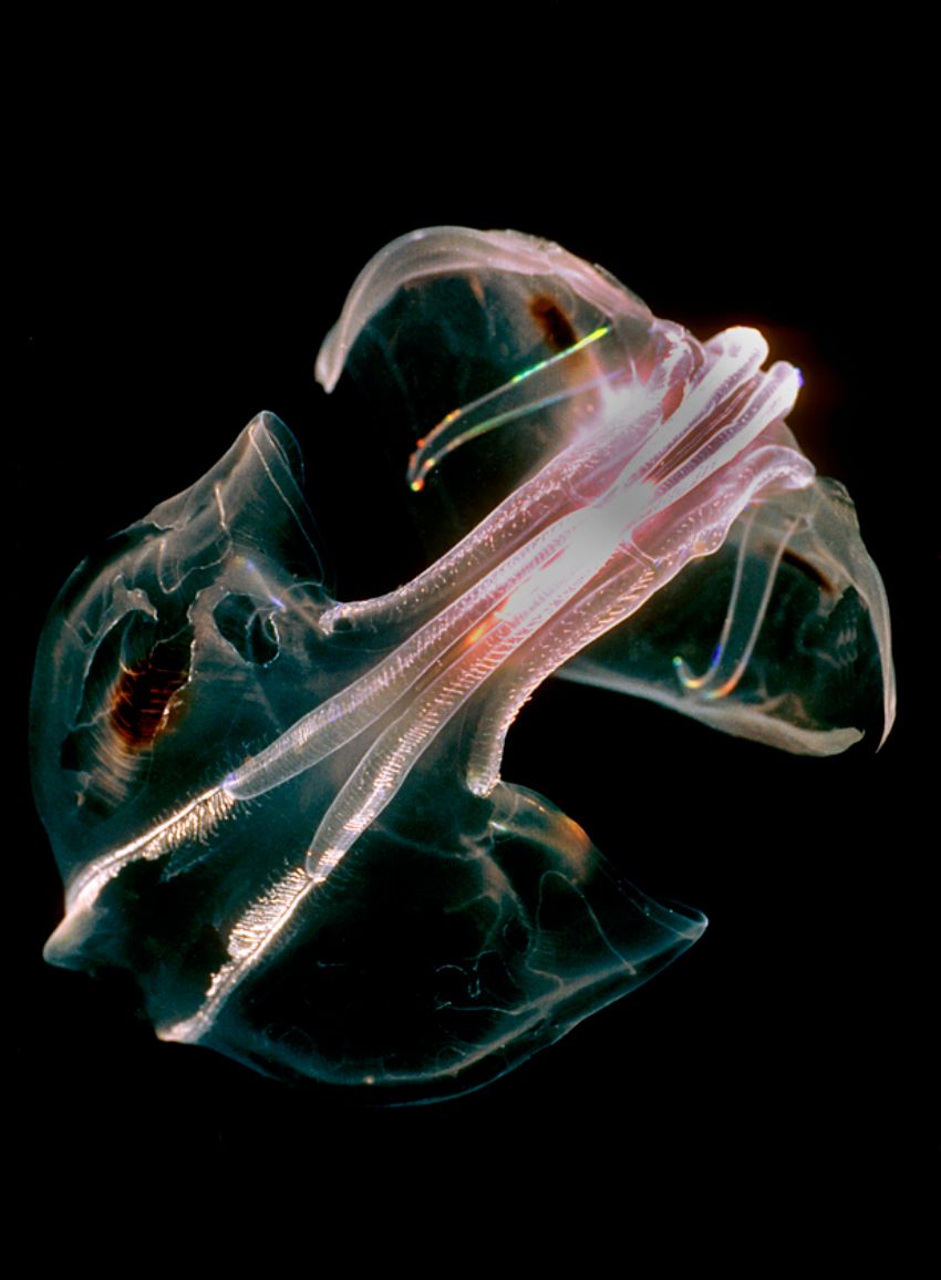 Wing Comb Jellyfish