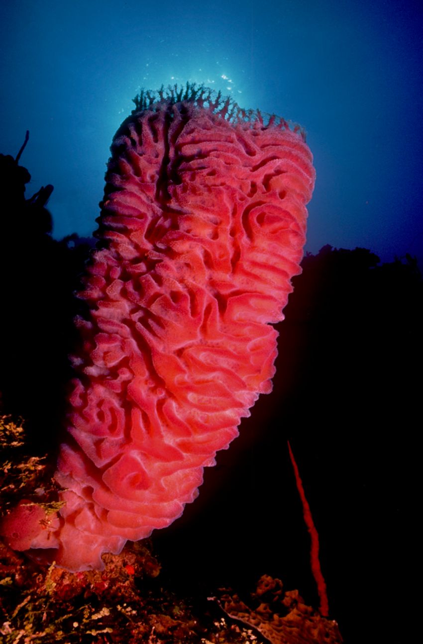 Barrel Sponge
