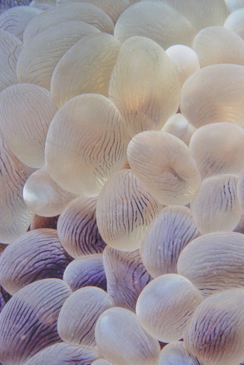 Bubble Coral