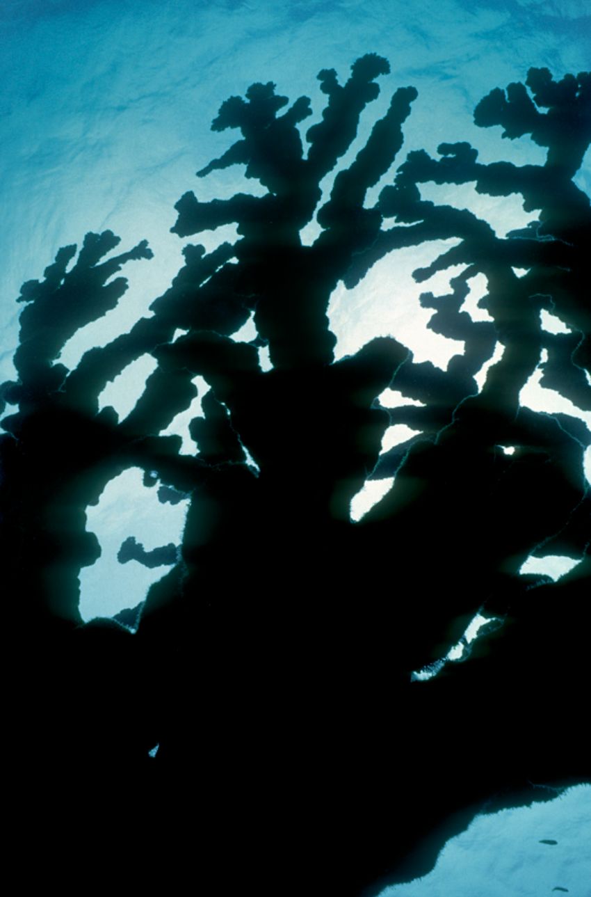 Elk Horn coral