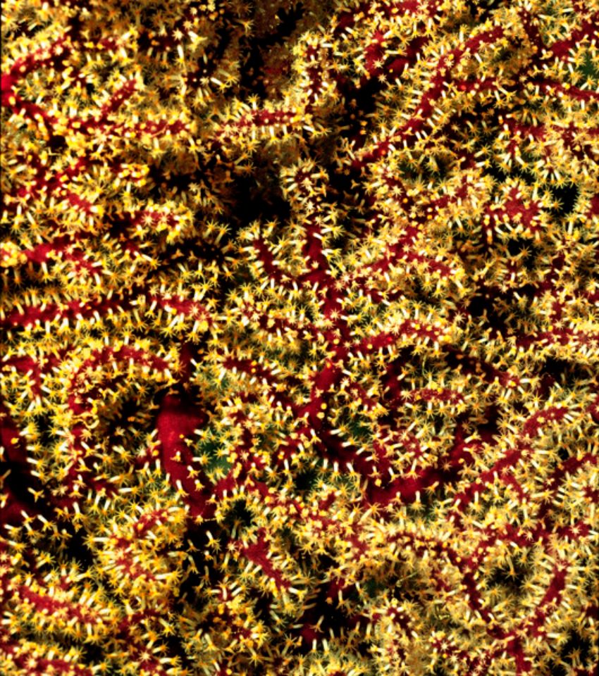 Gorgonain Close-up