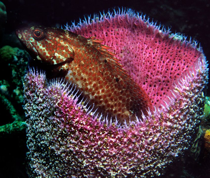 Grouper on Sponge