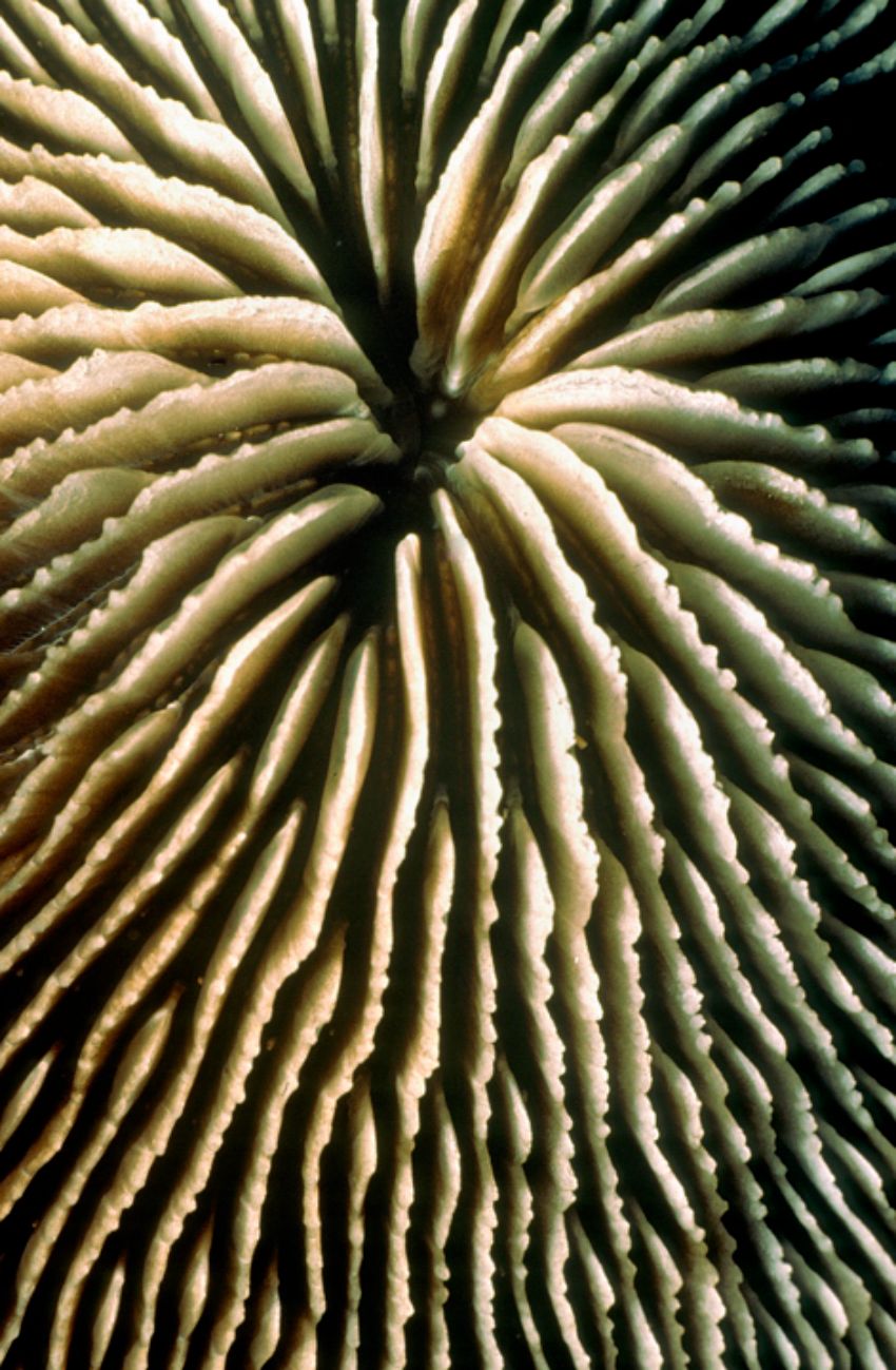 Mushroom Coral