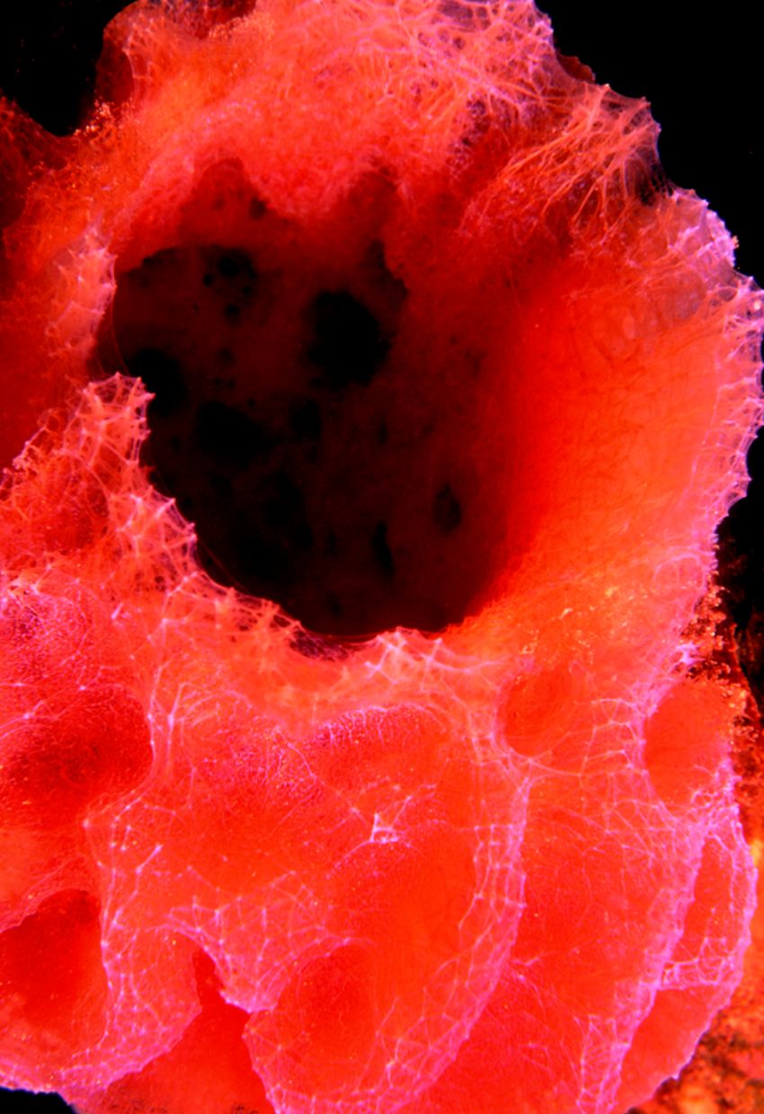 Red Barrel Sponge