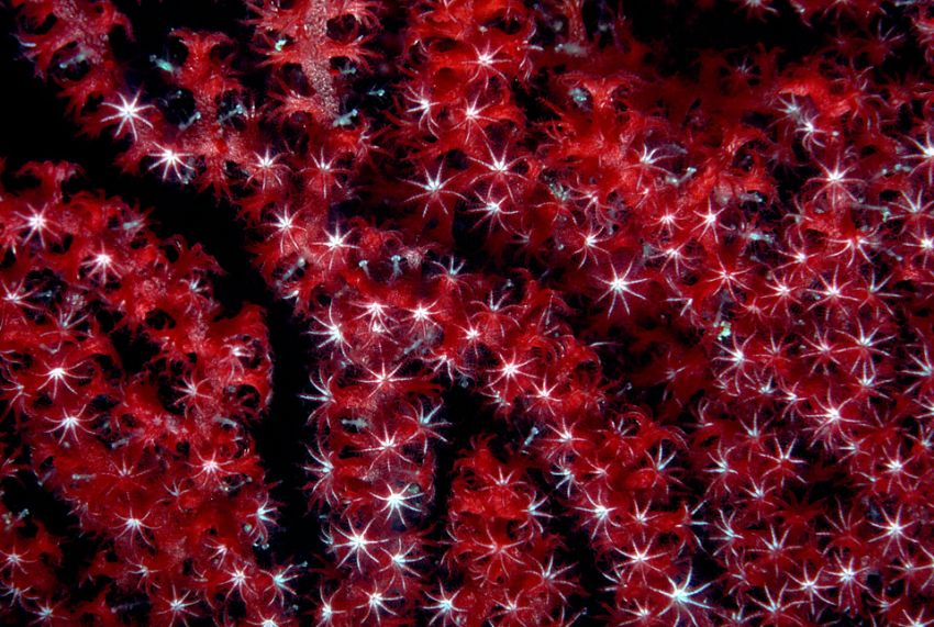 Red Soft Coral