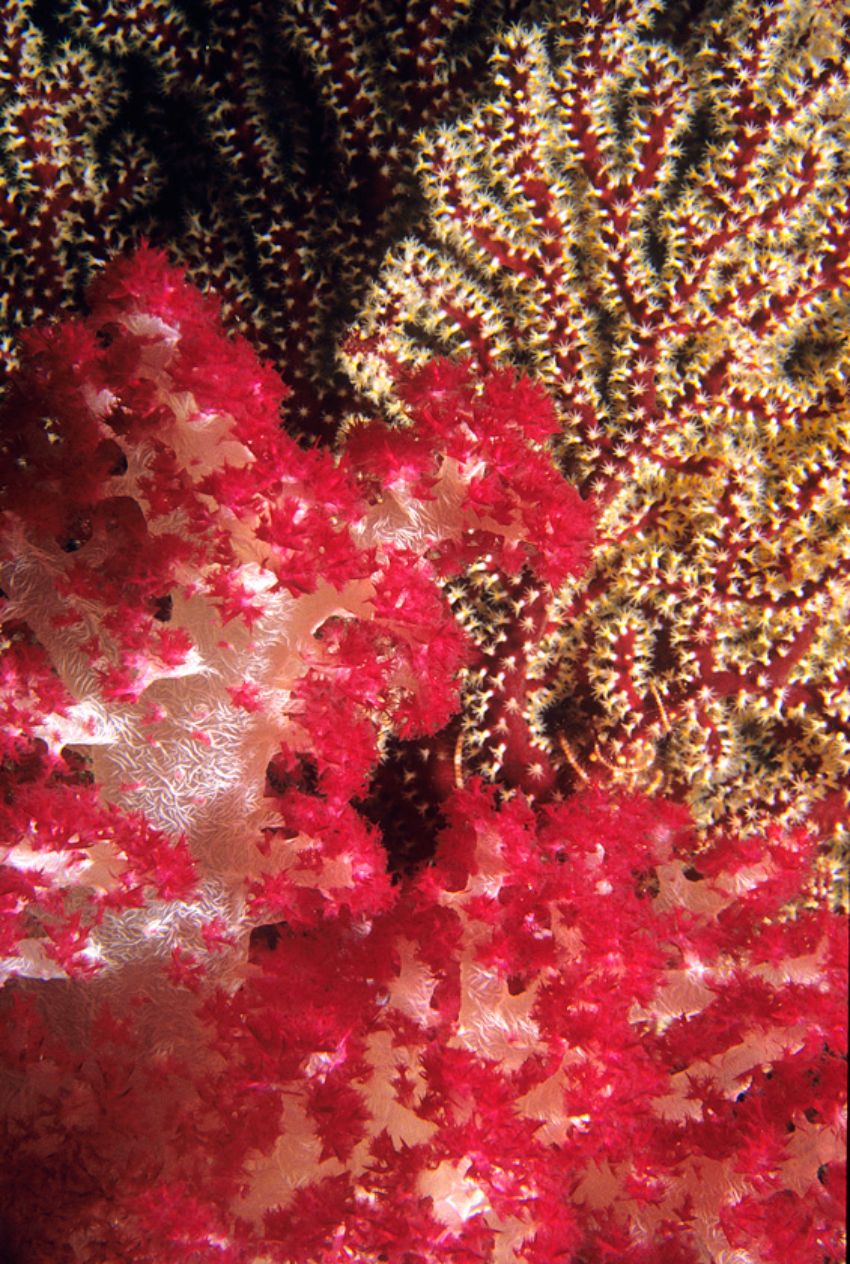Soft Coral & Gorgonain