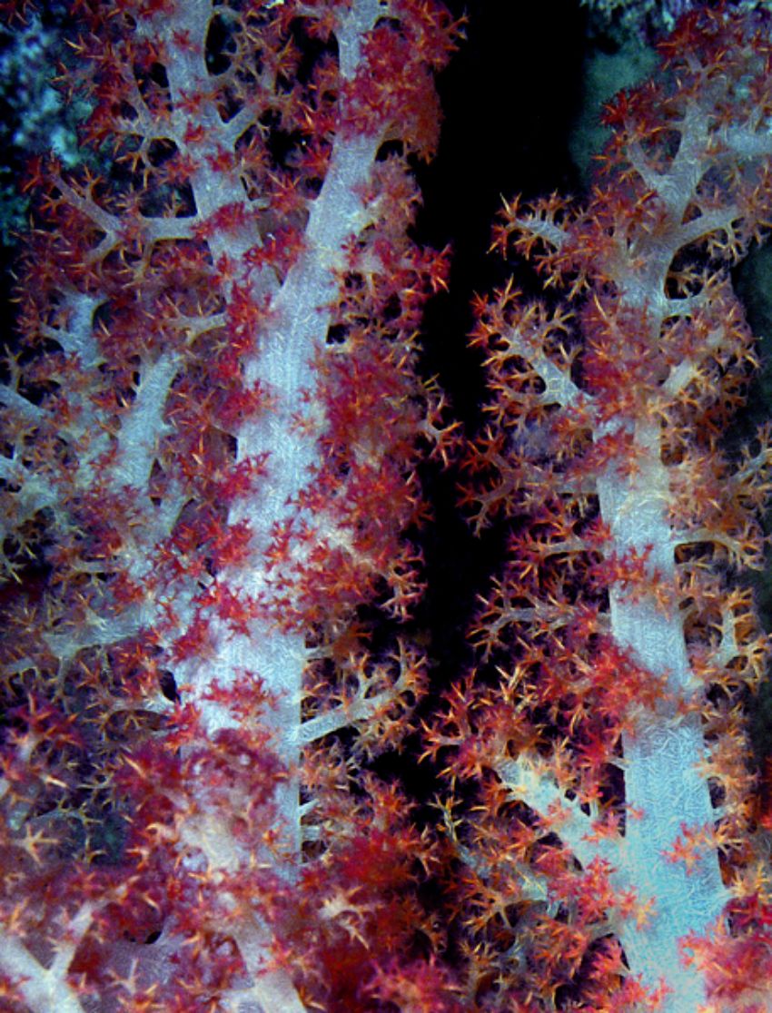 Soft Coral Stalk