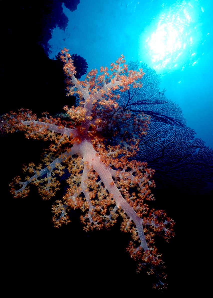 Soft Coral on Reef Wall