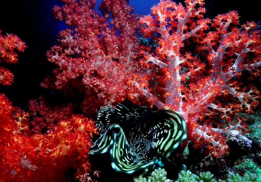 Soft Coral with Tridacna Clam