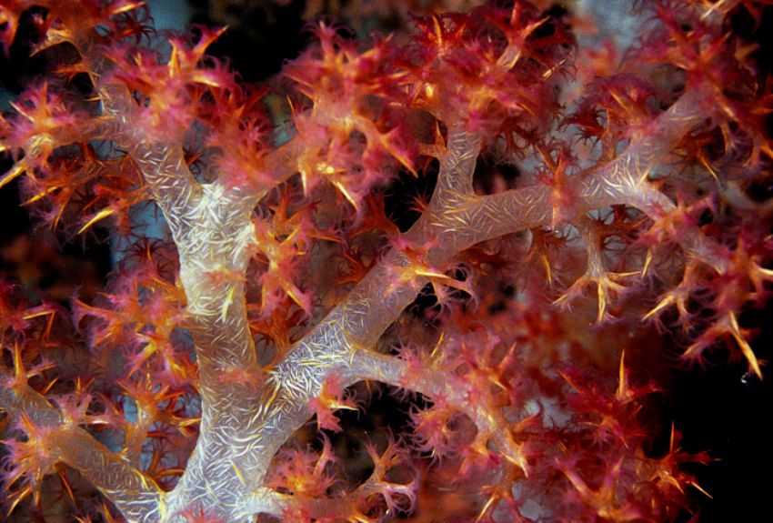 Soft Coral