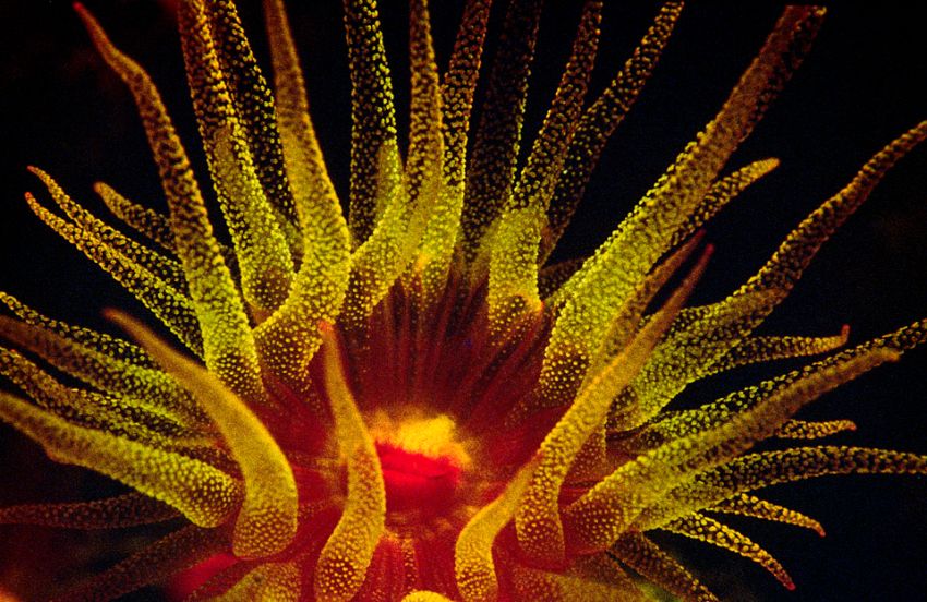 Tubastria Coral Pollup