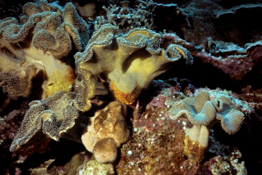 soft coral garden