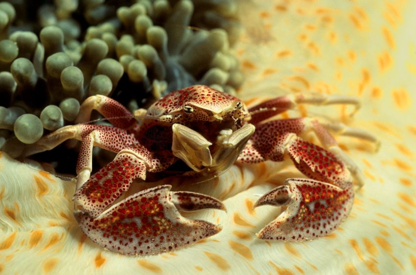 Anemone Crab