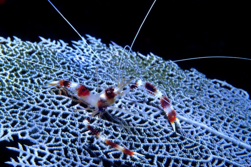 Banded Coral Shrimp