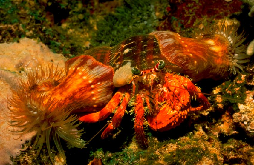 Decorator Crab with Anemone