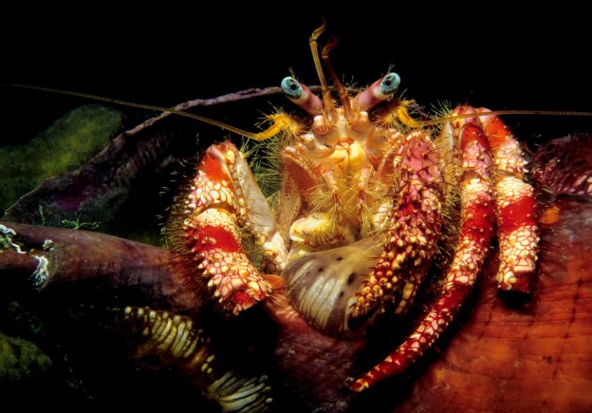 Hermit Crab