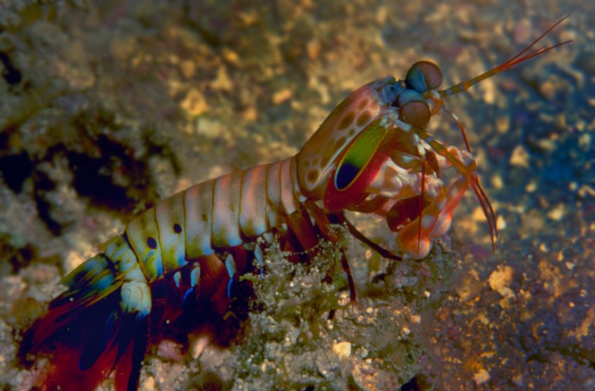 Mantis Shrimp