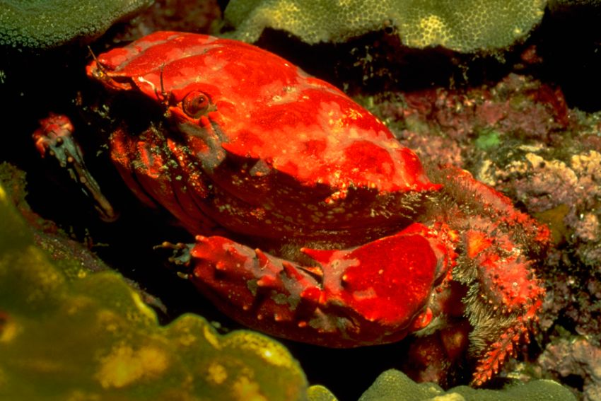Red Crab