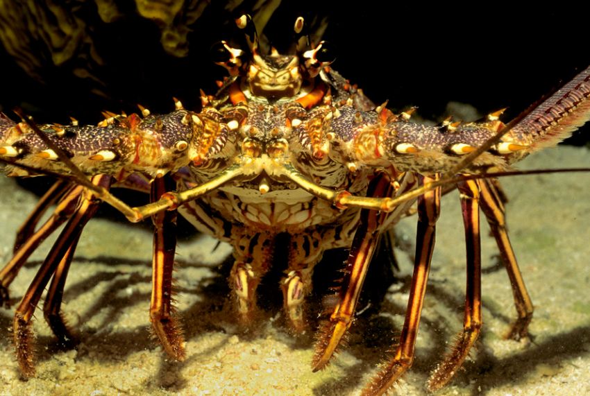 Spiney Lobster