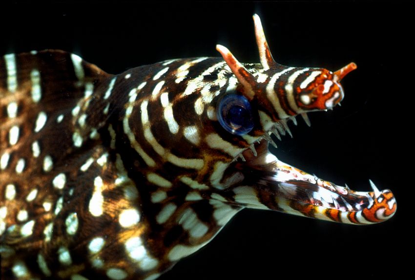 Dragon Moray