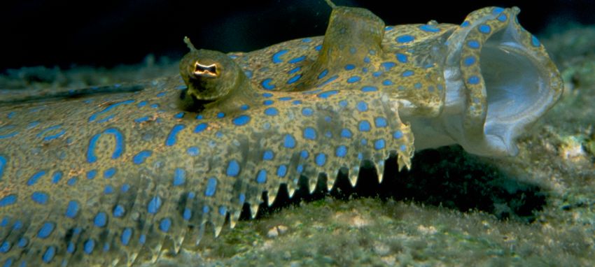 Flounder Face