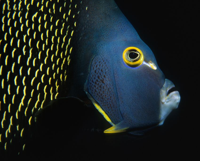 French Angel Fish Face