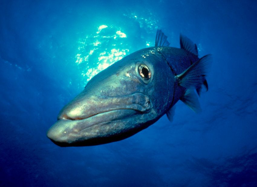 Great Barracuda