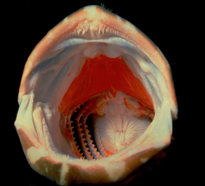 Grouper Mouth