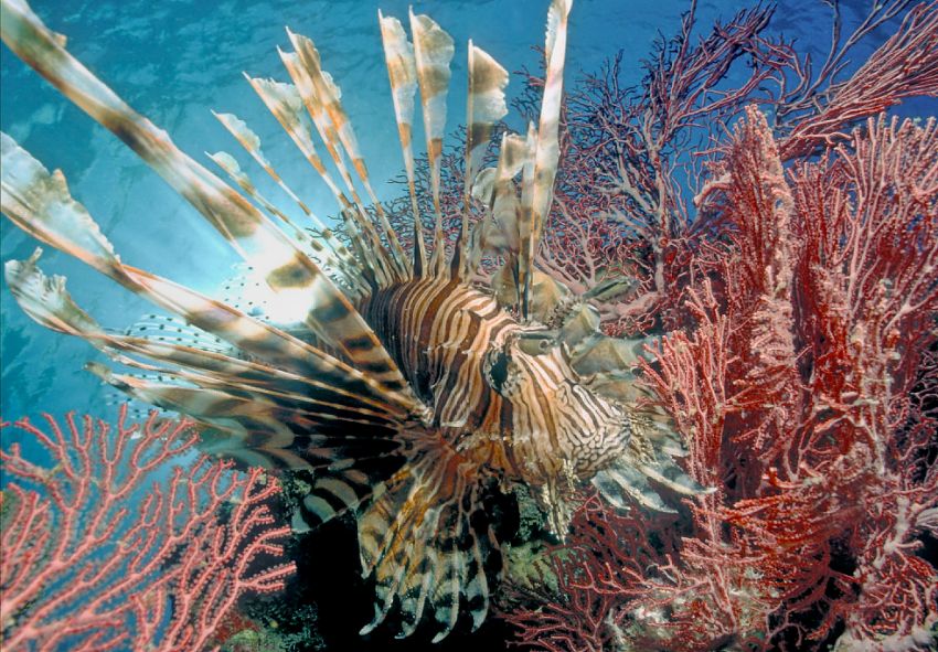 Lionfish in Soft Coral