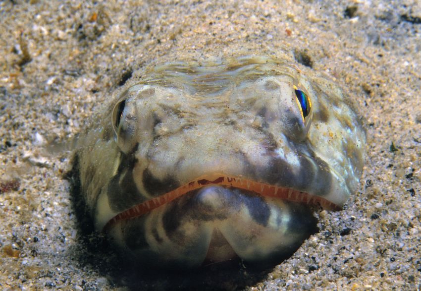 Lizardfish Face