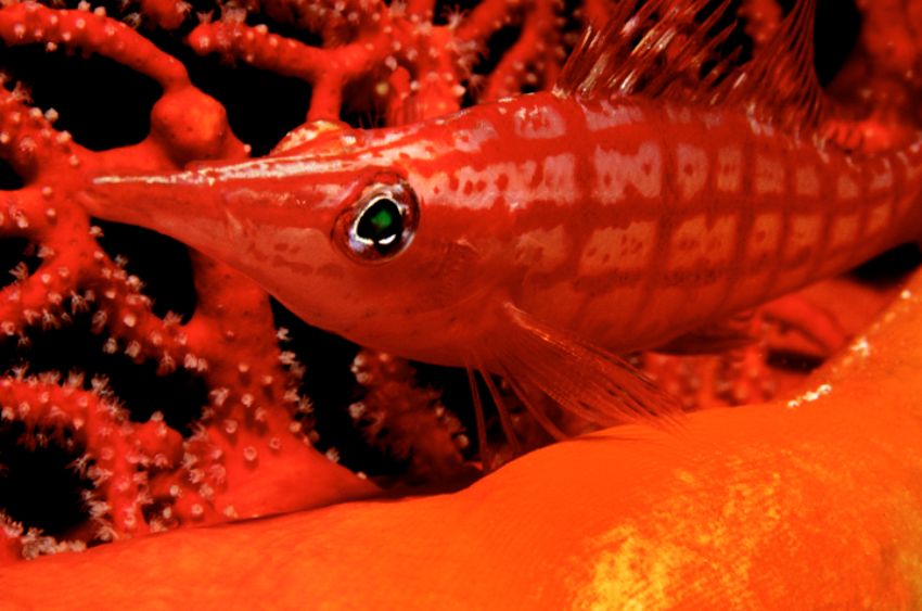 Long noise Hawkfish Face