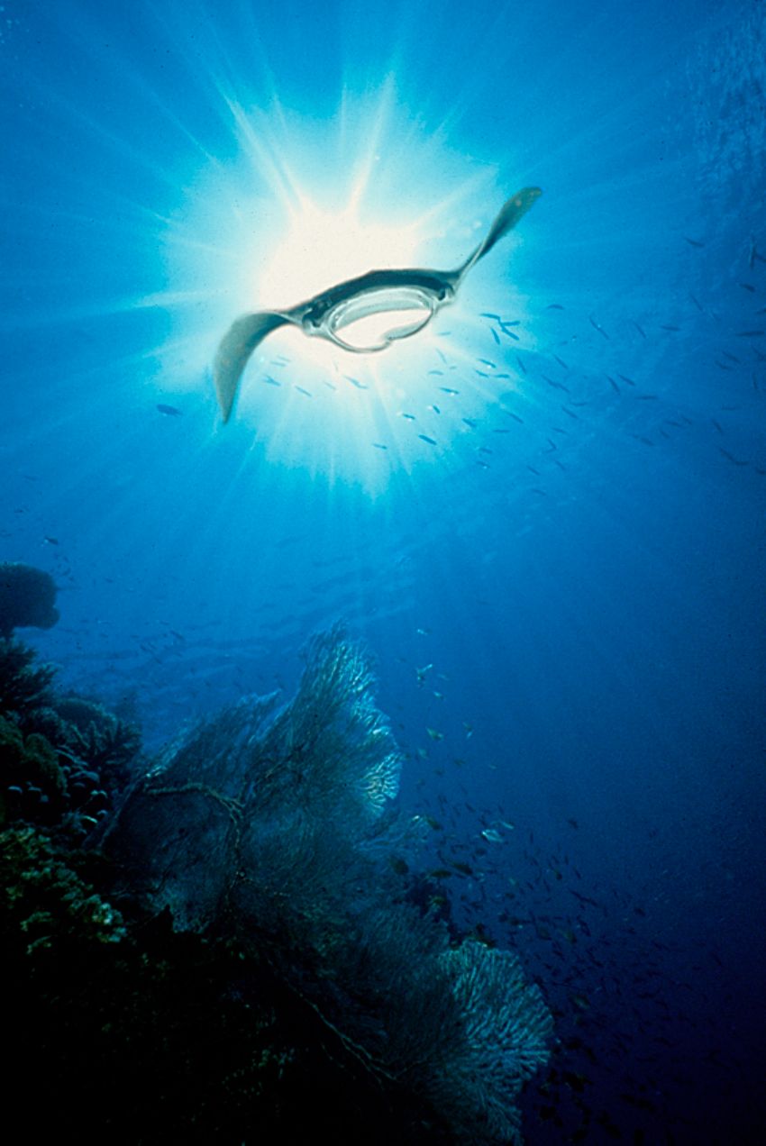 Manta Ray