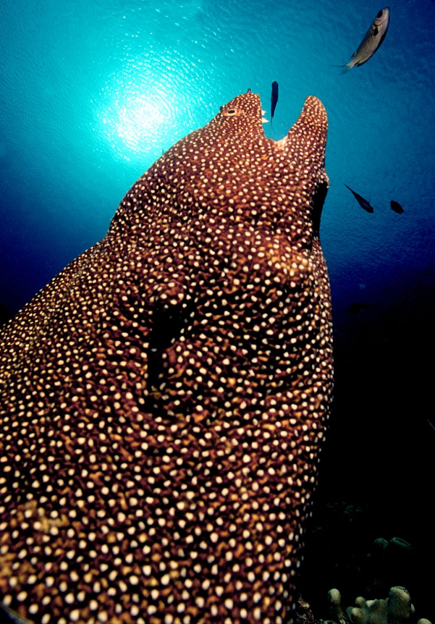Moray Eel