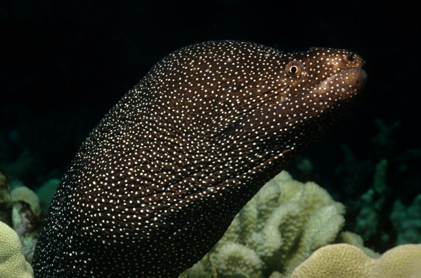 Moray Eel 2