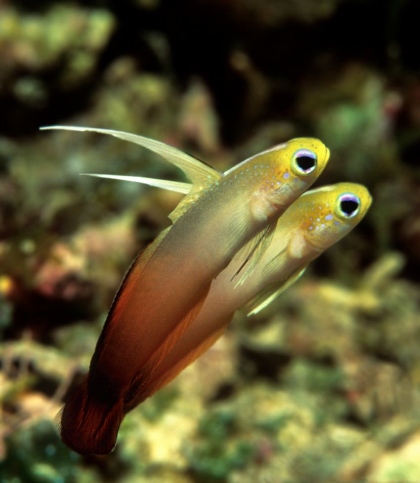 Pair of Fire Gobies